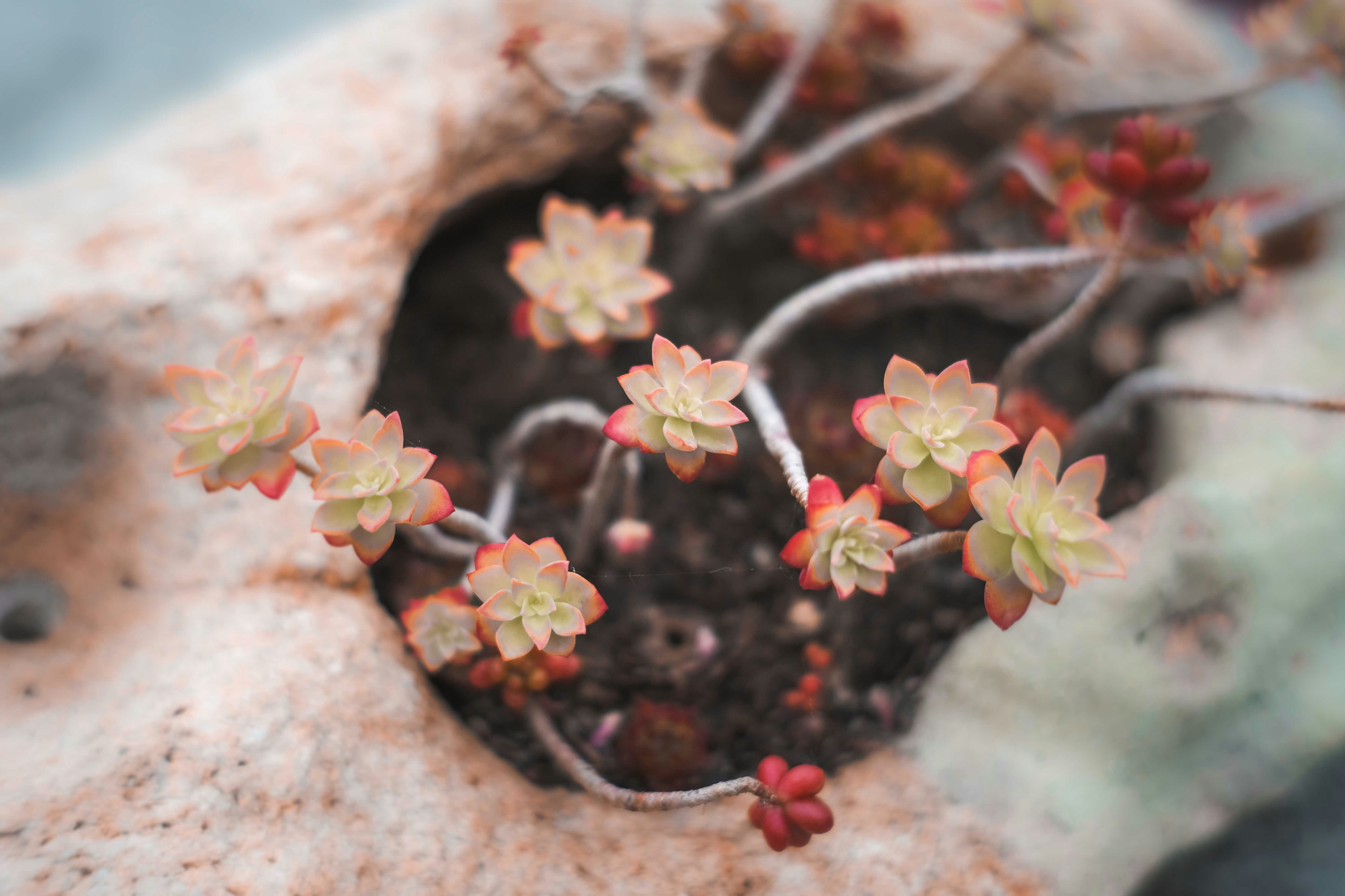 pink flowers on brown rock